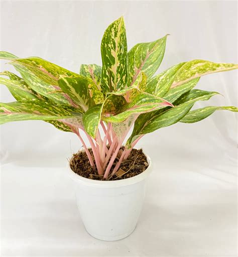 Aglaonema Pinkstem – Dream Green