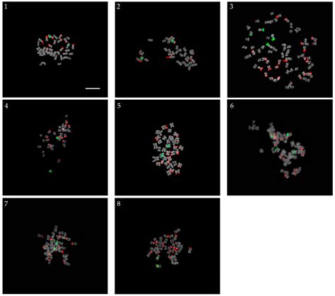 The Application of Fluorescence In Situ Hybridization in the ...