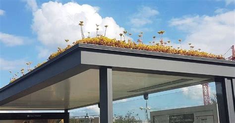 This City In Holland Covers Roofs Of Hundreds Of Bus Stops With ...