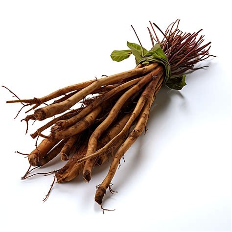 Premium AI Image | Isolated of Yellow Dock Root Herb Type Rumex Crispus ...