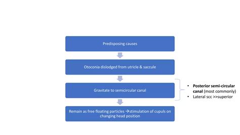 Image result for Vestibular Function