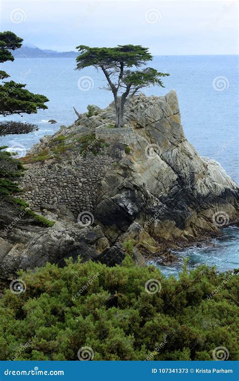 Lone Cypress Tree in Monterey Bay Editorial Stock Photo - Image of ...