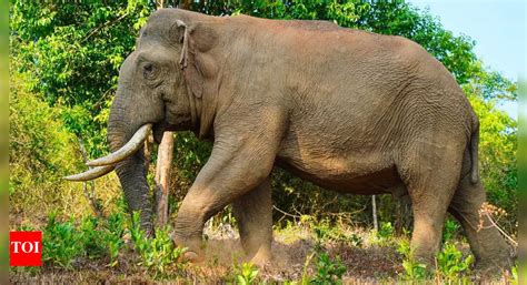 Meet Raja, the 40 year old elephant who collects 'tax' - Times of India