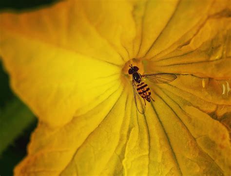 Image result for Insect Inside Review