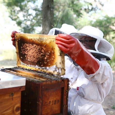 Image result for Basic Beekeeping Course