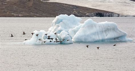 Птицы Арктики – GoArctic.ru – Портал о развитии Арктики