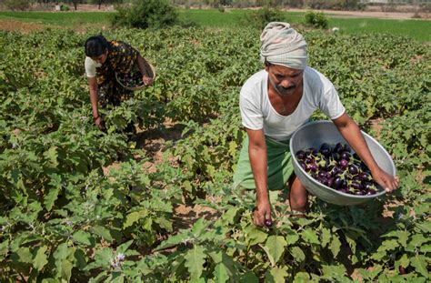 IoTとAIによる農業新興サービスはインド全土に普及するか？