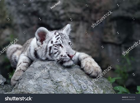 Baby White Tiger Photography