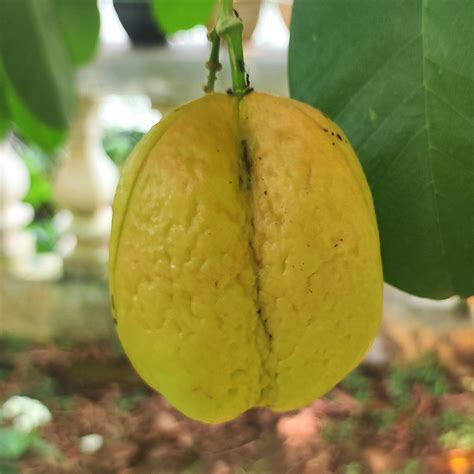 Akee Fruit Plants (Blighia Sapida) – veliyathgardens