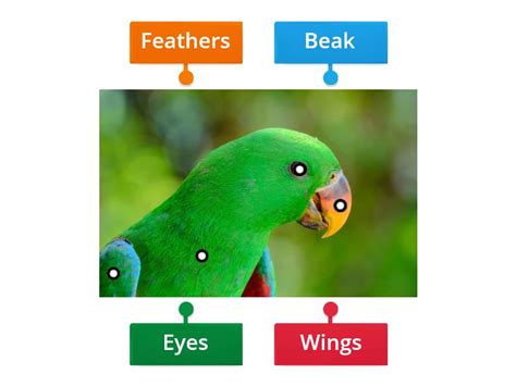 Image result for Classification Key for Birds