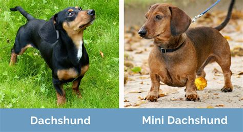 Dachshund vs Mini Dachshund: The Differences (With Pictures) | Hepper ...