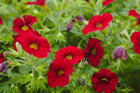 Million Bells® Calibrachoa - Beautiful Plants for Your Garden