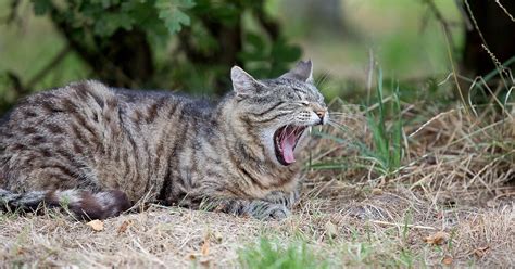 Spring Is Here – And It’s Mating Time for Cats - FOUR PAWS ...