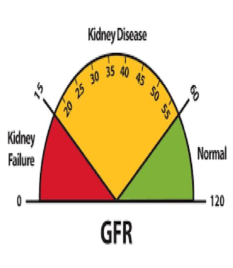 Image result for Net Filtration Rate Kidneys