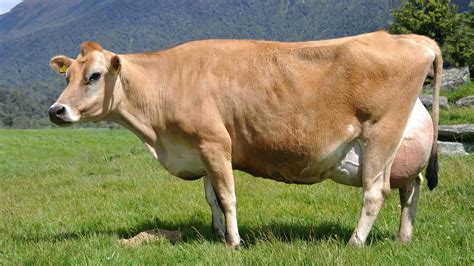Torture Breeding of Farm Animals - FOUR PAWS International - Animal ...