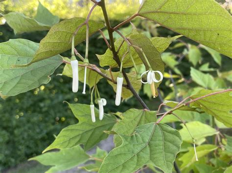 Alangium platanifolium - 三裂瓜木 san lie gua mu, 박쥐나무 bak jwi na mu ...