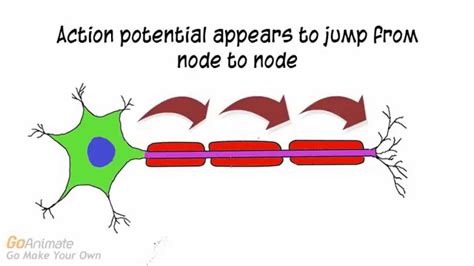 Saltatory Conduction Animation 的图像结果