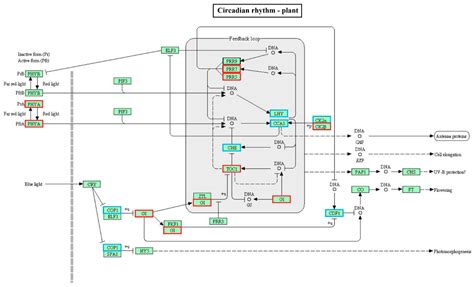 Early Response of Radish to Heat Stress by Strand-Specific ...