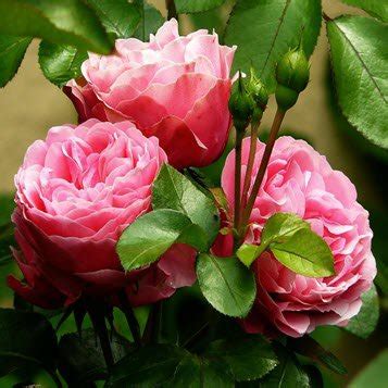 Charline G. Rannow Obituary (2025) | Hutchinson, MN