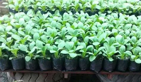 Cara Menanam Sayuran di Polybag: Panduan Lengkap