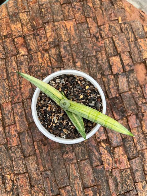 Sansevieria Boncel Variegated – Fermosa plants