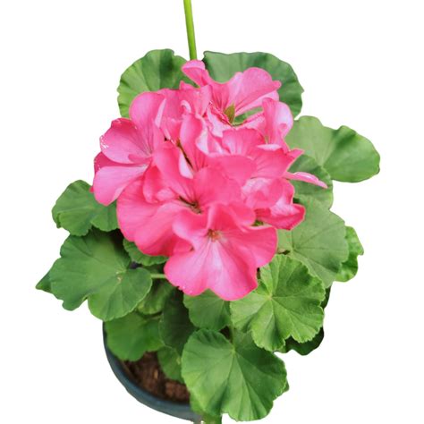 Geranium Plant | Bright & Cheerful Flowers