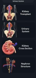 Urinary System Wall Poster Urinary Anatomy Poster Clinic Poster Paper ...