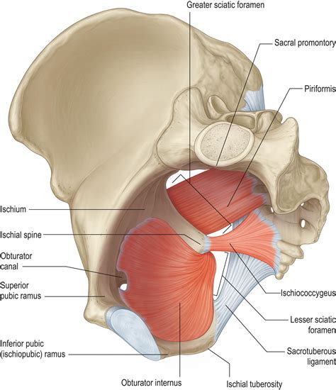 Greater Sciatic Foramen Piriformis