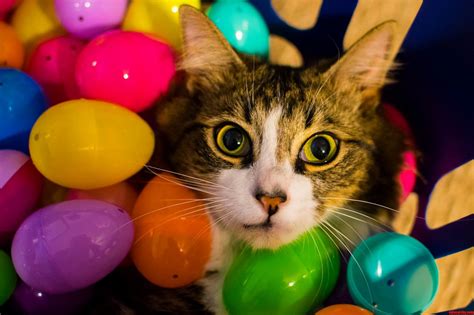 Happy Easter Cat