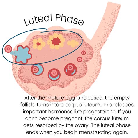Understanding Your Menstrual Cycle — Dietitian nutritionists for ...