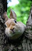 Image result for Black Fluffy Baby Bunnies