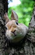 Image result for Cute Baby Bunnies Hugging