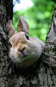 Image result for Cute Pink Bunny Face