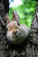 Image result for Easter Bunny Face Drawing