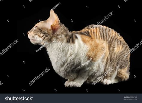 Calico Cornish Rex Cat Curly Hair Stock Photo 99397322 | Shutterstock