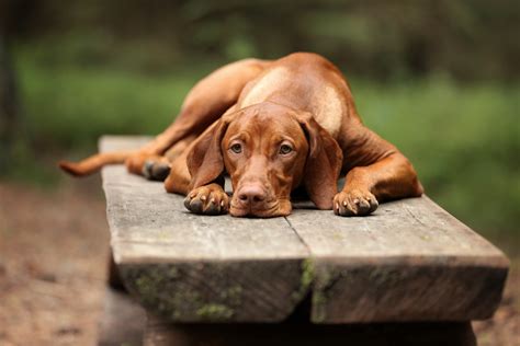 7 Essential Facts About Vizslas | Greenfield Puppies