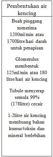 Buah Pinggang dan Fungsinya