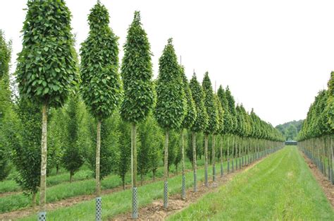 Obična graba: opis vrste drveća na kojem raste, sadnja, uzgoj i njega