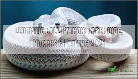 Image result for Leucistic Albino Ball Python