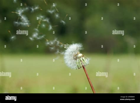 Image result for Small Spring Compressor Tool