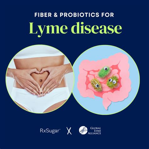 What Percentage of Ticks Carry Lyme Disease?
