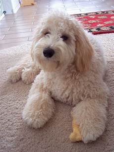 16 new goldendoodle haircut guide pictures meowlogy goldendoodle afternoon cute dogs goldendoodle cute animals 16 new goldendoodle haircut guide pictures meowlogy goldendoodle afternoon cute dogs goldendoodle cute animals
