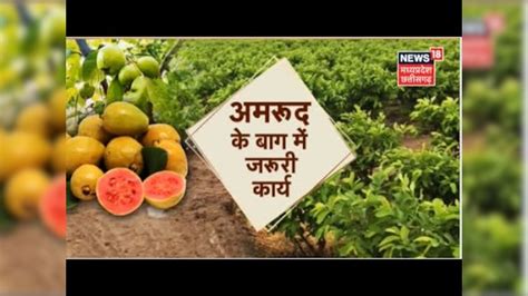Annadata | Guava Production की अच्छी तकनीक, पौधों की कटाई-छंटाई करना है ...