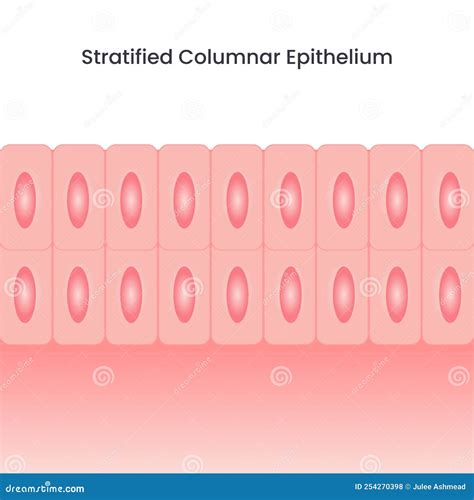 Stratified Columnar Epithelial Tissue