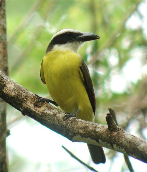 What do Those Costa Rican Birds Say? – Costa Rica Living and Birding