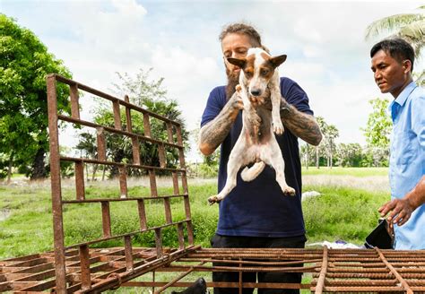 Rescue Dogs from Slaughterhouse - FOUR PAWS International - Animal ...