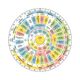 Shop Compass for Vastu Online at MahaVastu Remedies in India
