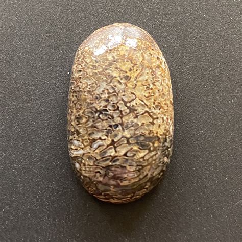 Dinosaur Bone Agate / Agatized / Fossilized - GOTCHA ROCKS