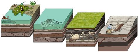 Image result for Fossil Formation