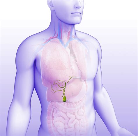 Gallbladder Location In Human Body
